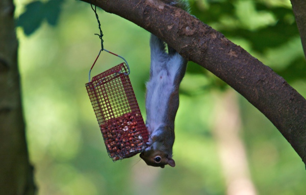 Белка и кормушка