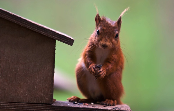 Белка у кормушки