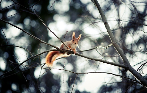 Белка в осеннем лесу
