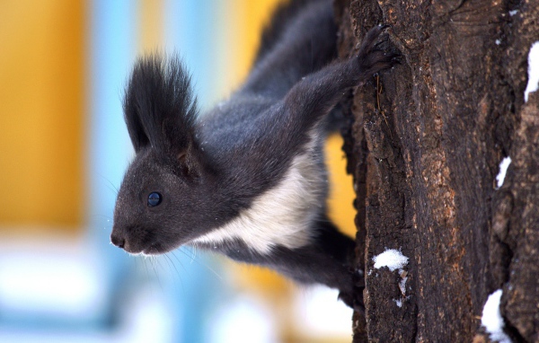 Белка в зимнем лесу