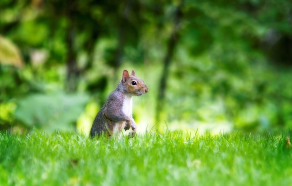 Белка в лесу