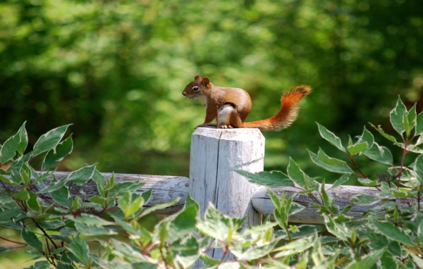 Белка на белом заборе