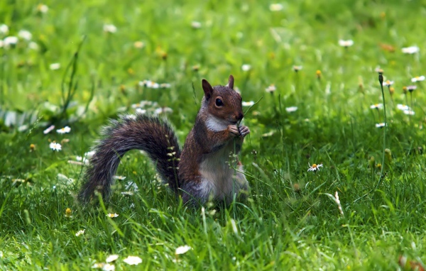 Белка с веточкой