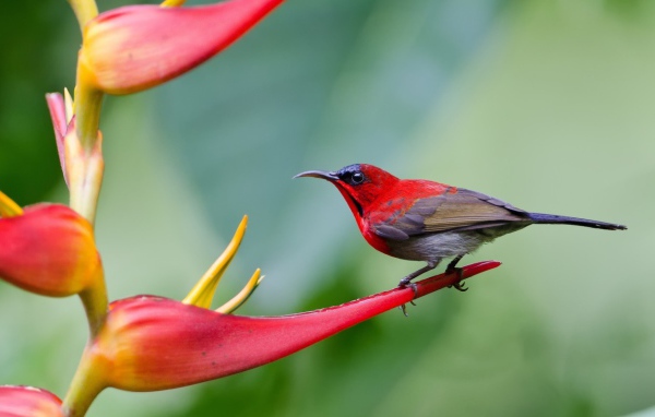 Птица колибри