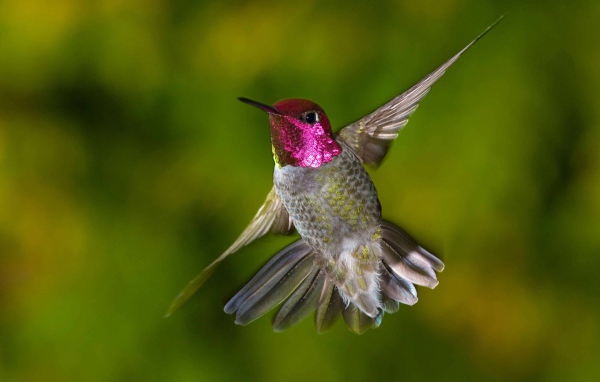 Птица Колибри с красной головой