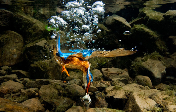 Птица нырнула в воду