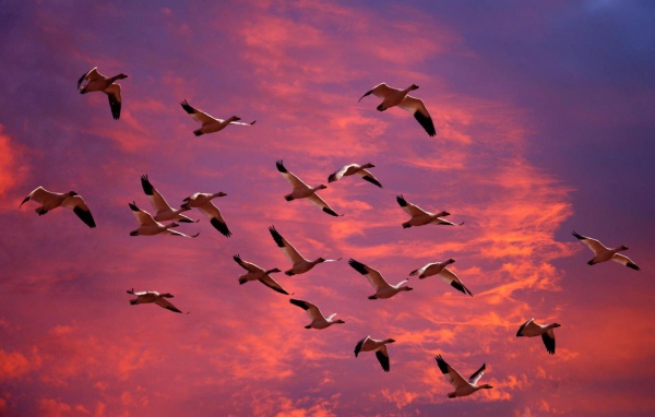 Птицы летят в теплые края
