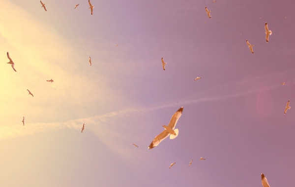 Птицы в полете