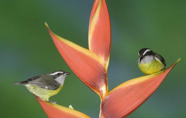 Птицы из Коста Рики