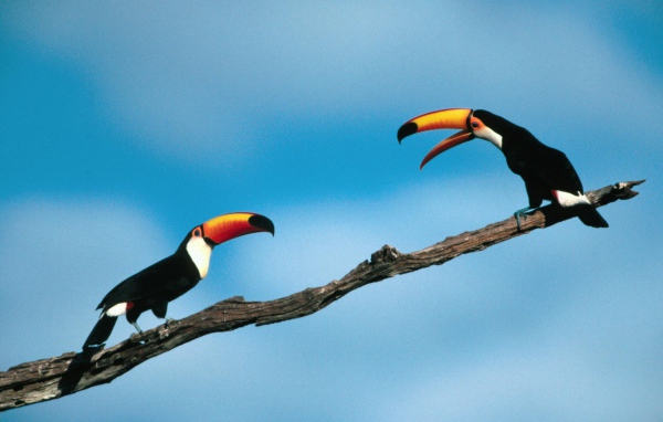 Птицы туканы сидят на ветке