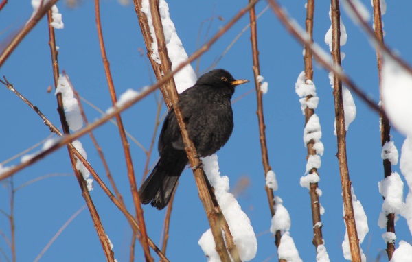 Черная птичка