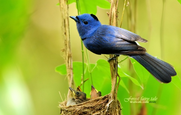 	 Синяя Мухоловка у гнезда