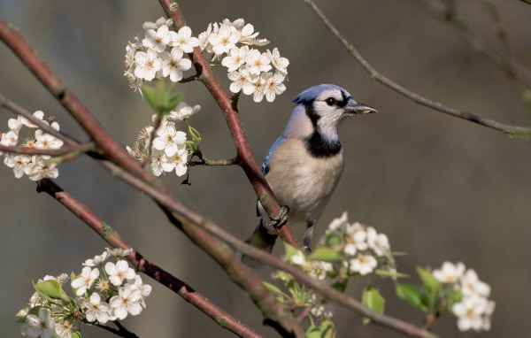 Голубая сойка
