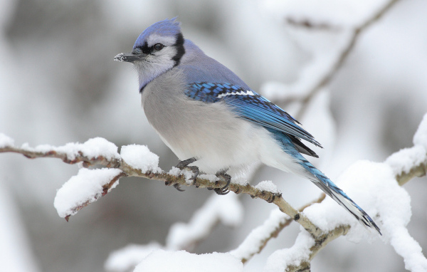 Голубая сойка на ветке