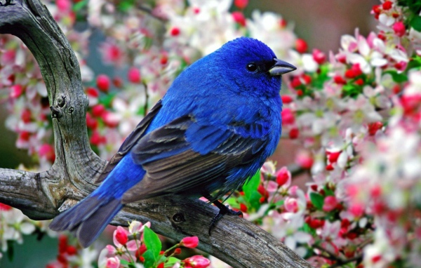 Синяя птичка на ветке