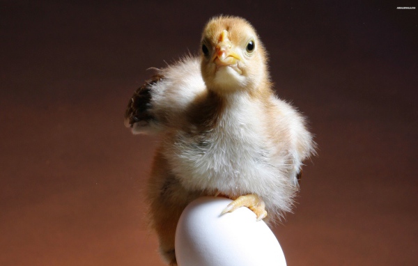 Цыпленок и яйцо