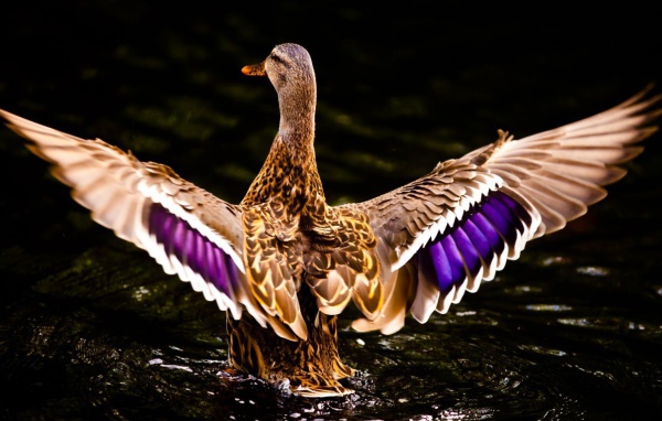 Селезень машет крыльями