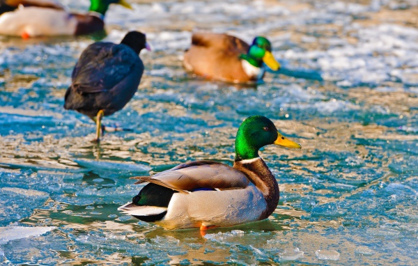 Утки в ледяной воде