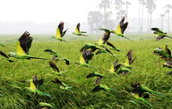 Взлетает стая попугаев