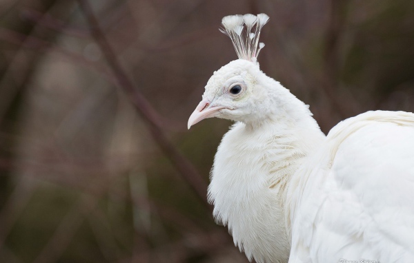Голова белого павлина