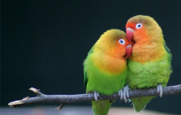 Любовь на ветке