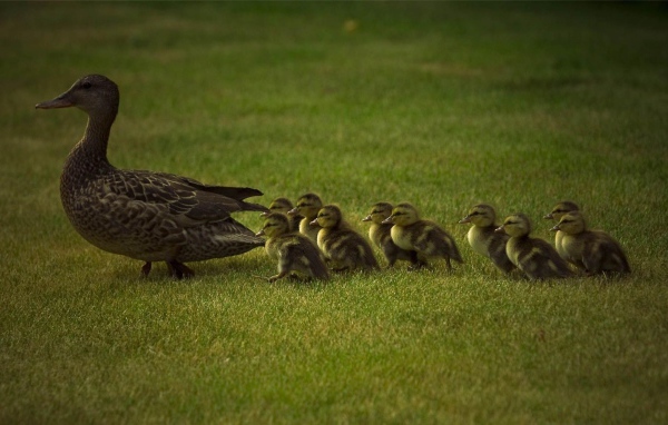 Мама утка и утята