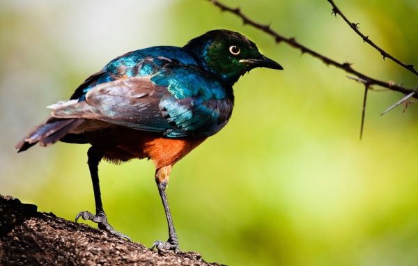 Перламутровая птица