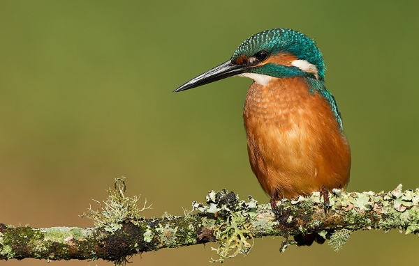 Птичка с большим клювом