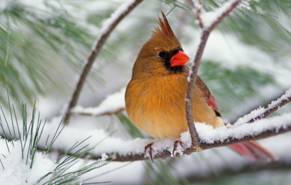 Северная птичка