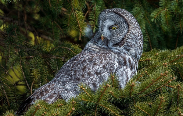 Сова сидит на дереве