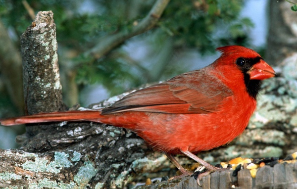 Красно грудая птица