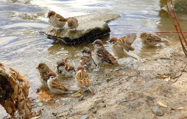 Воробьи купаются
