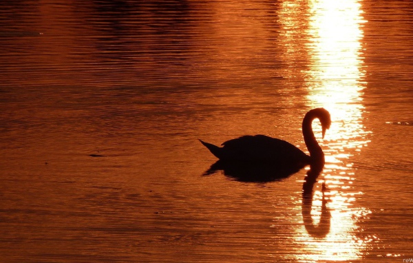 Лебедь на золотом закате