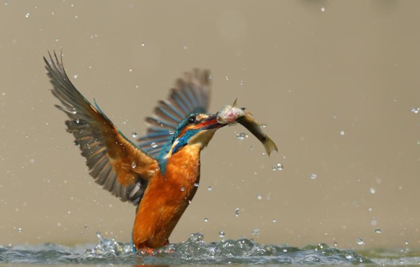 Птица поймала рыбу