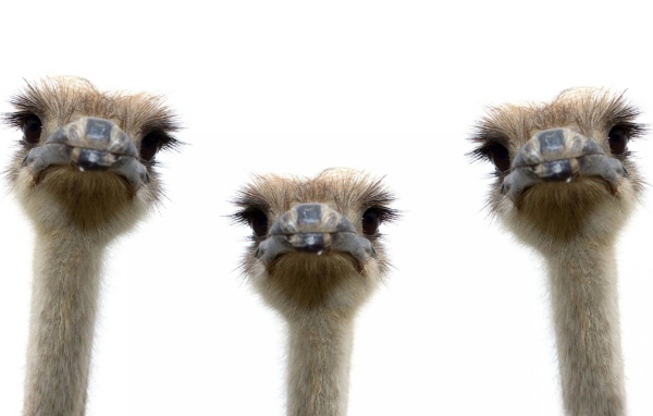 Три страуса