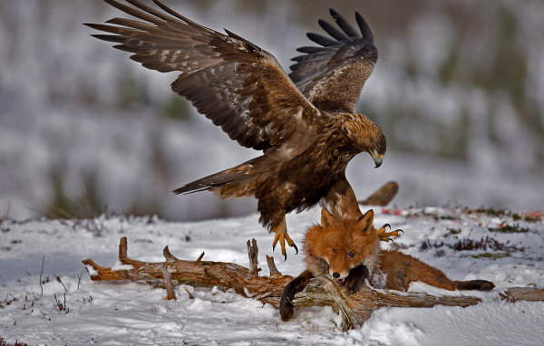 Орел ловит лису