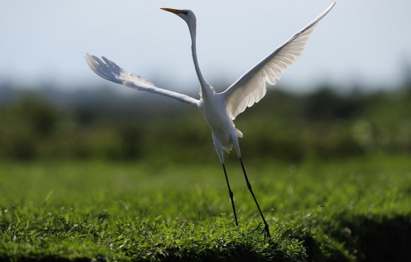 Белый журавль взлетает