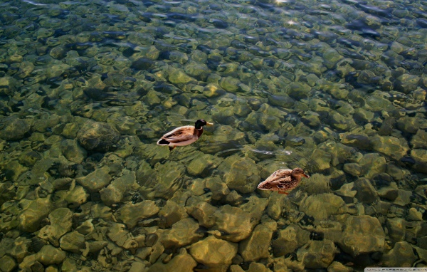 Дикие утки на воде