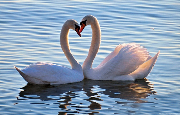 Пара белых лебедей