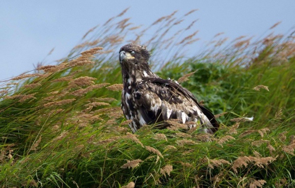 Аляска орел сидит в траве