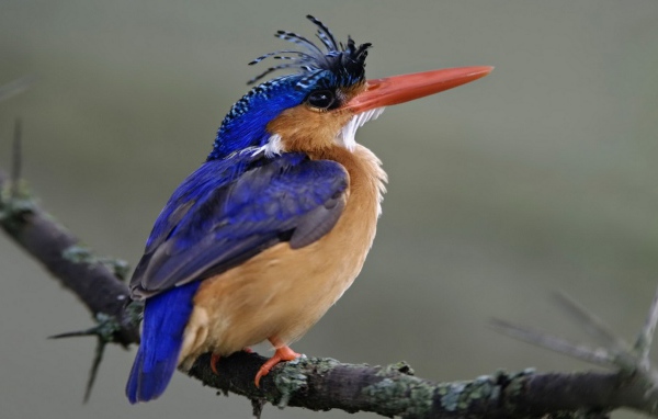 Птица из Национального парка Кении