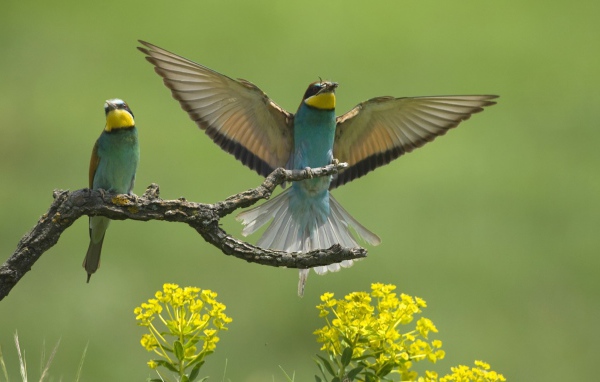 Европейские птицы