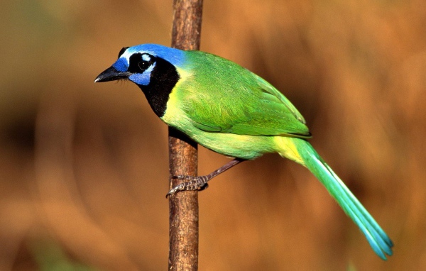 Птица Сойка