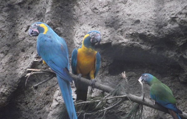 Попугаи сидят на ветке