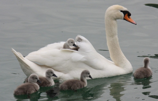 Лебедь со своими детьми