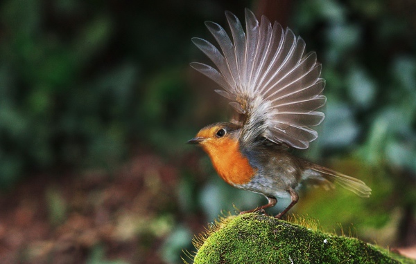 Птичка взлетает