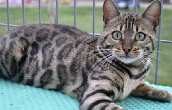 Красивый серебристый бенгальский кот