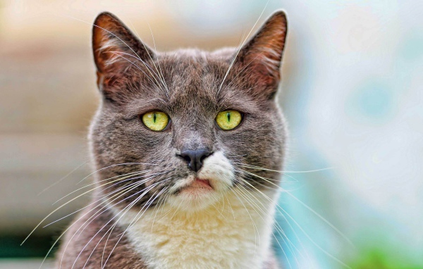 Кот с ухмылкой