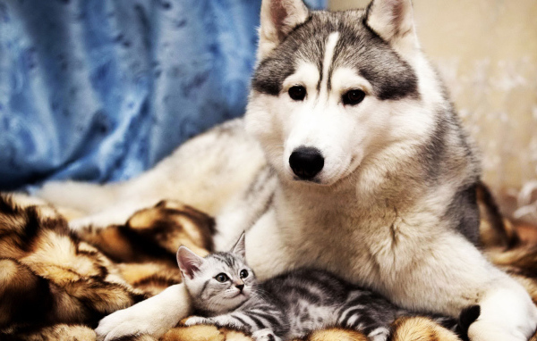 Большой пёс и маленький кот