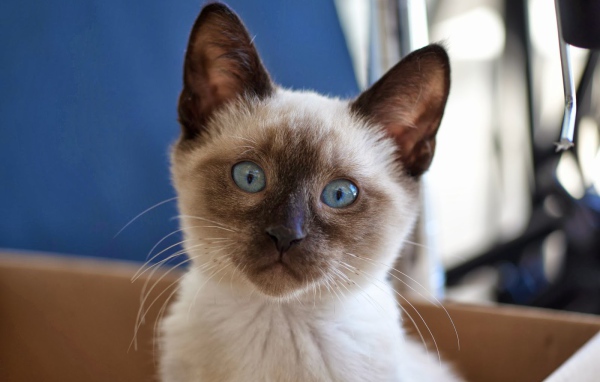 Маленький удивлённый сиамский кот